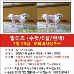 인천 남동구 구월동 모래내시장부근 말티즈를 찾아주세요