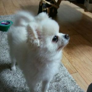 [포항] 상도동 인근에서 가출한 반려견 찾습니다.