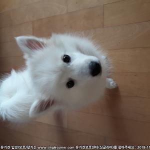 폼피츠 초롱이 찾아주세요 제발요