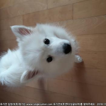 폼피츠 초롱이 찾아주세요 제발요