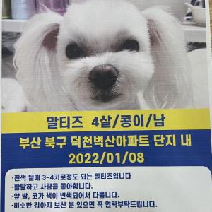 부산 북구 콩이를 찾습니다