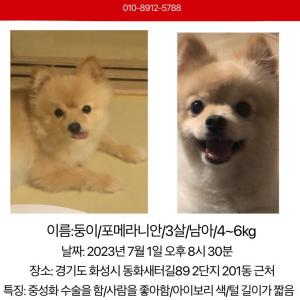 포메라니안 크림색 강아지 찾아요
