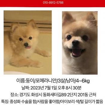 포메라니안 크림색 강아지 찾아요