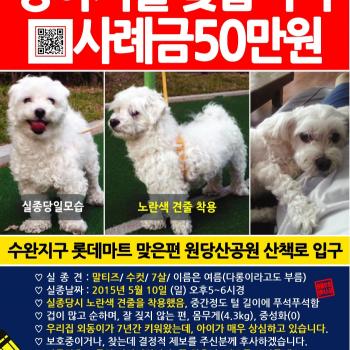 [광주] 흰색 말티즈를 찾고 있습니다(사례금50만원)