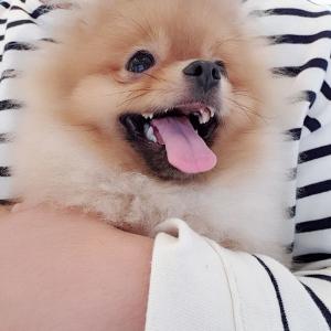 찾아요 경기도군포 갈색 포메 하늘이에요