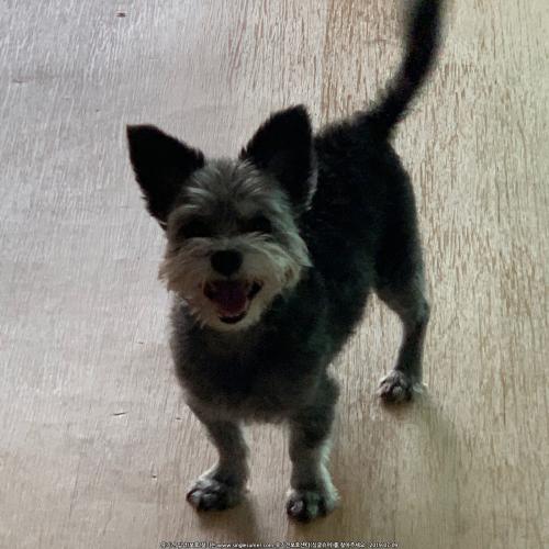 콜비를 찾습니다