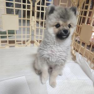 세이블 포메라니안 5개월