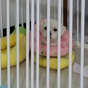말티푸5년분양합니다(경산.대구)