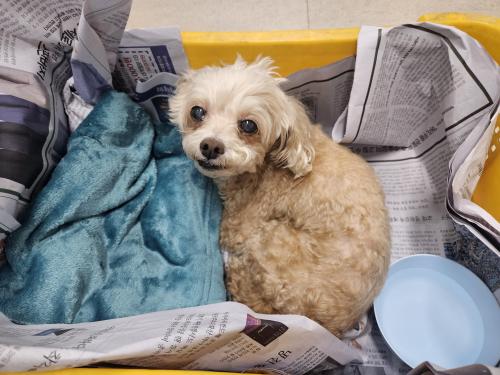 안양시 만안구 박달2동 갈색~베이지색 푸들(?) 유기견 보호중입니다