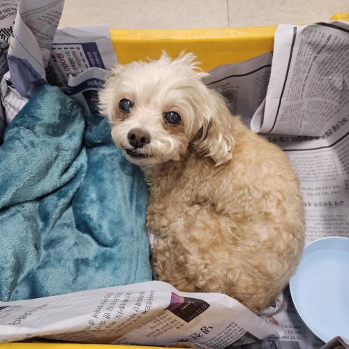 안양시 만안구 박달2동 갈색~베이지색 푸들(?) 유기견 보호중입니다