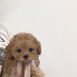 사진속 강아지 모두 25만원입니다
