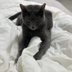 러시안블루 고양이찾습니다