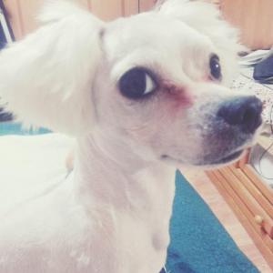 인천 계양구 계산 2동 동사무소 근처 쪽에서 2살 우정이 말티즈 남자아이(중성화x)를 잃어버렸습니다.