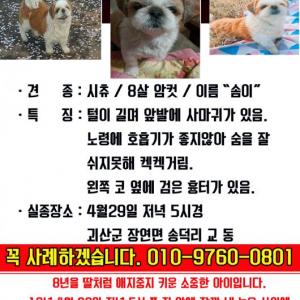 시츄/암컷(충북괴산)/8살 찾습니다!!!