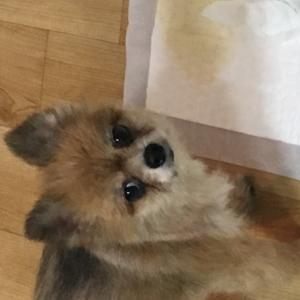 강아지를 찾아요!!!!