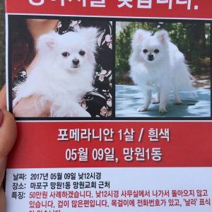 강아지를 찾습니다.