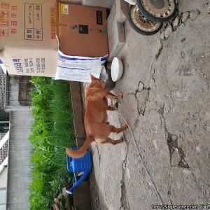 충북 충주시 강아지보호중
