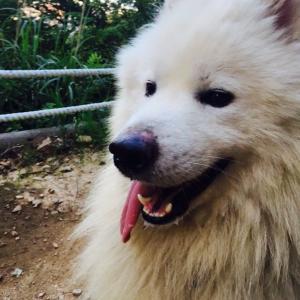 인천 청천동에서 잃어버린 사모예드 수컷 찾아요