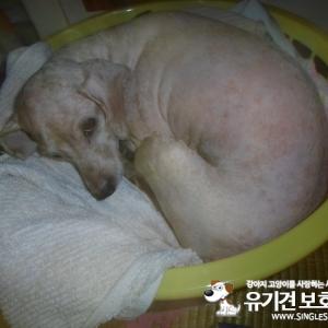 마산 육호광장(털을 민 푸들)에서 잃어버린 강아지 찾습니다.