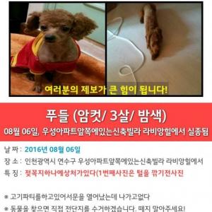 갈색푸들을 찾습니다