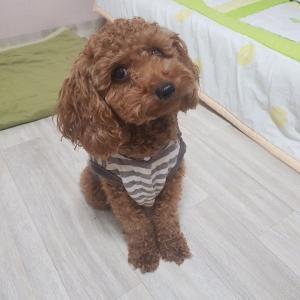 [강아지를 찾습니다. 경기도 이천시]