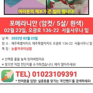 제주시 서울사우나및 오광로 좁은 골목길에서 저희 루비를 잊어버렸어여~