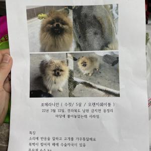 강아지를 찾습니다