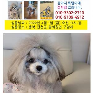 강아지를찿습니다