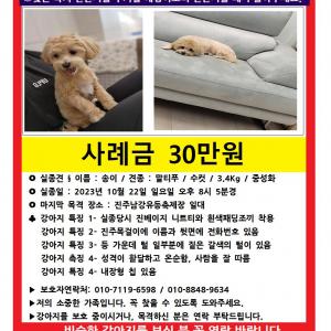 강아지를 찾습니다