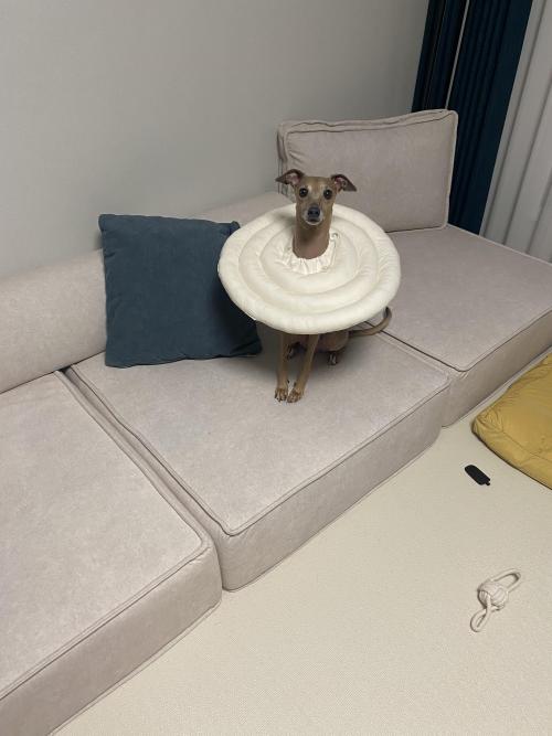 이탈리안 그레에하운드 남아 5살