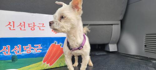 익산시 오산면 흰색 소형견 보호중입니다