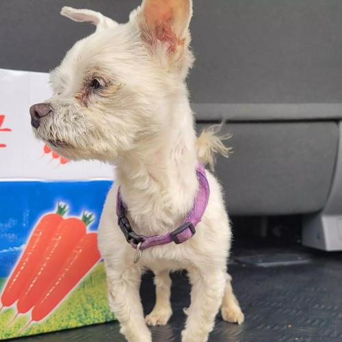 익산시 오산면 흰색 소형견 보호중입니다