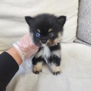 폼스키분양 2개월령 왕자님 블랙탄폼스키 거기에 블루오드아이까지