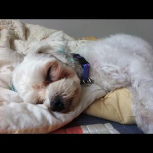 말티즈 봉자 찾아요