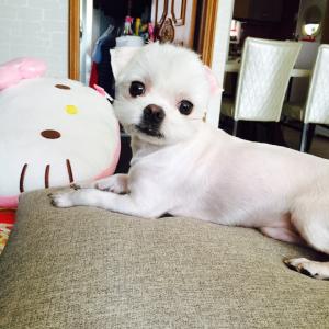 인천 서구 심곡동 하얀 말티즈 찾아요