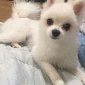 울산 남구 달동 포메라니안 수컷 강아지 찾습니다.. 제발 도와주세요