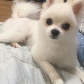 울산 남구 달동 포메라니안 수컷 강아지 찾습니다.. 제발 도와주세요