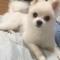울산 남구 달동 포메라니안 수컷 강아지 찾습니다.. 제발 도와주세요