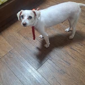 강아지찾습니다 전북 금산사