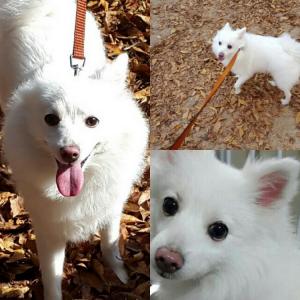 경기도 시흥 신천동 대야동 부근 하얀색 스피츠 중견 강아지 찾습니다