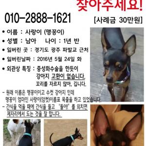 미니핀 사랑이(맹꽁이)를 찾습니다! (경기광주)