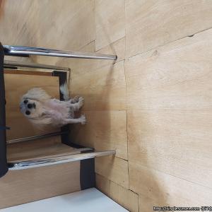 서구금곡동 말티여아6살찾았어요!!!감사합니다