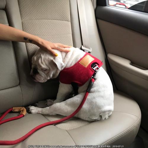 잉글리쉬 불독 8개월 분양합니다