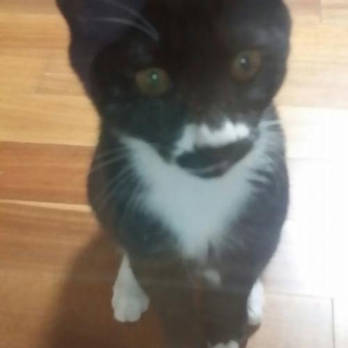 경기 화성 향남 대방노블랜드 1004동 부근 고양이를 찾습니다.