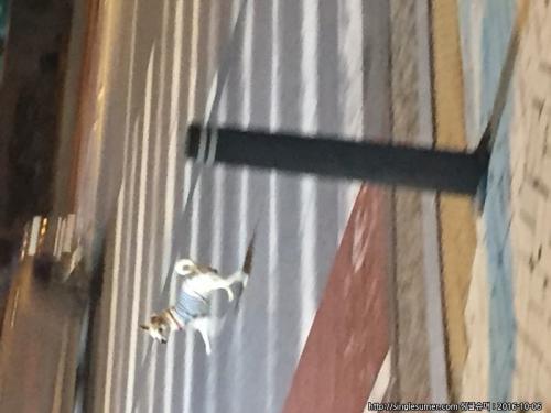 수원,  용인 서천동, 경희대 근처, 에서 목격하였습니다.