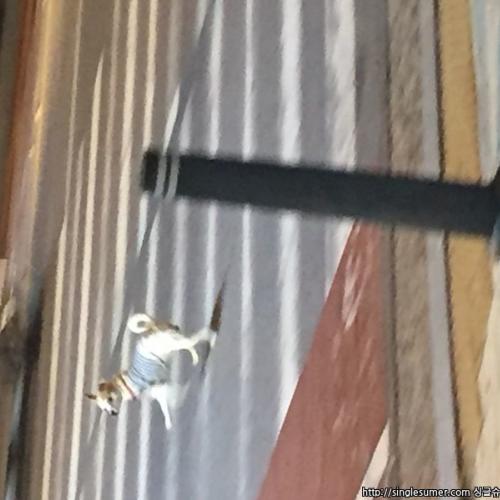 수원,  용인 서천동, 경희대 근처, 에서 목격하였습니다.