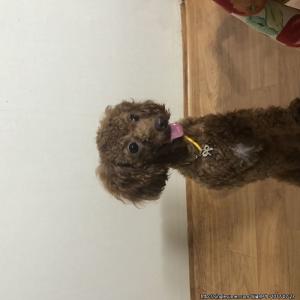 서울대입구,봉천,신림역 갈색 푸들 찾습니다 ㅠㅠ