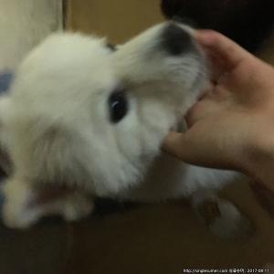 흰색 스피치 찾아요