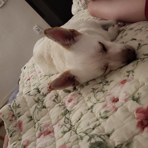 임보중 믹스견 무료분양 인천