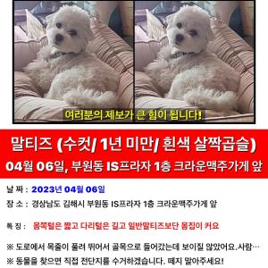 경남 김해 부원동 말티즈 찾습니다.